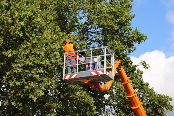 How Our Tree Care Process Works  in Jessup, PA